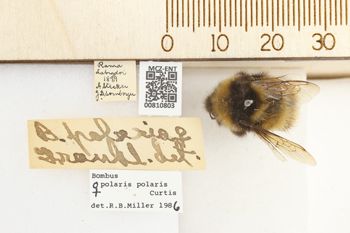 Media type: image;   Entomology 810803 Aspect: labels